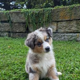 Australian Shepherd Puppies from Paint Valley Australian Shepherds