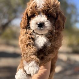 Brisket - Red  male Goldendoodle puppy in Goodyear, Arizona from GAMMIE’S DOODLES
