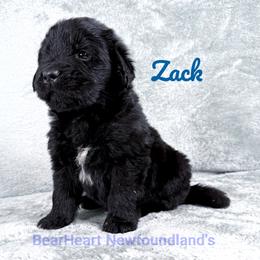 Zack - Black male Newfoundland puppy in Cortez, Colorado from Bear Heart Newfoundlands, LLC