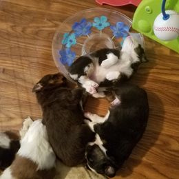 Australian Shepherd Puppies from Covenant View Farm Australian Shepherds