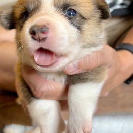 Pembroke Welsh Corgi Puppies from Delaney’s Corgis