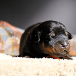 Anubis - 5350 - Black and rust male Beauceron puppy in Rockwall, Texas from Elitehaus