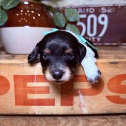 Angus - Black and tan male Dachshund puppy in Middleton, Idaho from Doodle Doxie