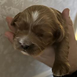 Chinook - Red male Cavapoo puppy in Milan, Illinois from Poppy Garden Doodles