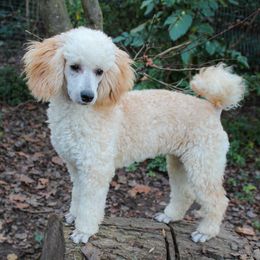 Sophie (aka Fifi) - Poodle
