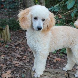 Sophie (aka Fifi) - Poodle