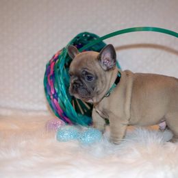 French Bulldog Puppies from San Antonio Frenchies