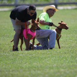 Pharaoh Hound All Grown Up from Sumaria Hounds