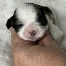 Girl 1 - Red and white female Shih Tzu puppy in New York, New York from Falling Star