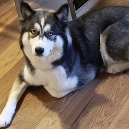 Dream - Siberian Husky