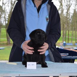 Labrador Retriever Puppies from SciFi Labradors
