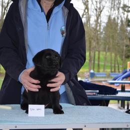 Labrador Retriever Puppies from SciFi Labradors