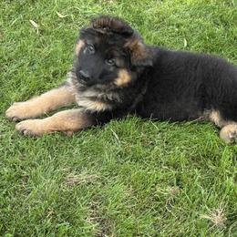 Blue Collar long hair coat male - Black and red male German Shepherd puppy in Galt, California from At Redwood Runs