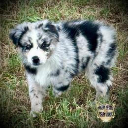 Yoshi - Blue merle male Australian Shepherd puppy in El Dorado Springs, Missouri from HP Aussie Kennels