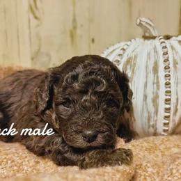 Bernedoodle Puppies from Bailey Doodles