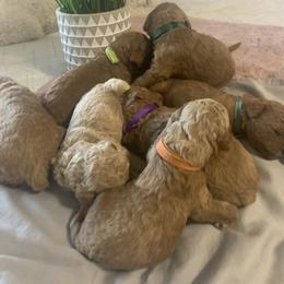 Goldendoodle Puppies from Puppy Paws