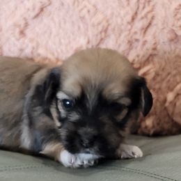 Boy 2 (Wrigley) - Chocolate male Havanese puppy in Springville, California from Juniper Grove Havanese