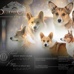 Pembroke Welsh Corgi puppies from Diamond Corgis