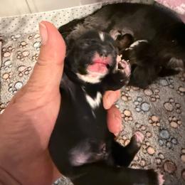 Puppy 1 - Black male Shih Tzu puppy in Hanford, California from MeMaw Shih Tzus
