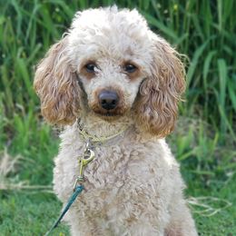 Charlie - Poodle