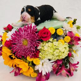 Girl 3 - female Bernedoodle puppy in Harpers Ferry, West Virginia from Oso Perfect Poodles and Doodles
