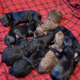 Goldendoodle Puppies from Wonderland Kennel