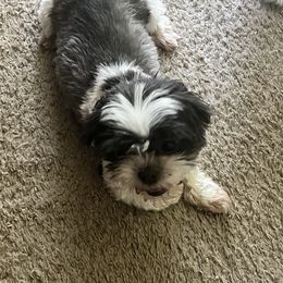 Shih Tzus from ShihtzuBabies