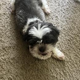 Shih Tzus from ShihtzuBabies