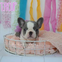 Buttercup - Blue female French Bulldog puppy in Loxahatchee, Florida from Blue Wonder Frenchies