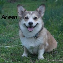 American Corgi All Grown Up from Tori’s Sassy Corgis