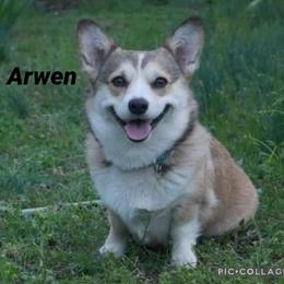 American Corgi All Grown Up from Tori’s Sassy Corgis