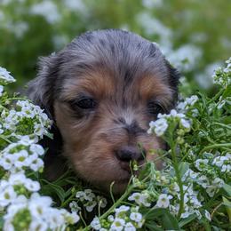 Dachshund Puppies from Az's B&B Doxies