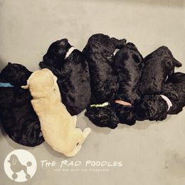 Poodle Puppies from The Rad Poodles