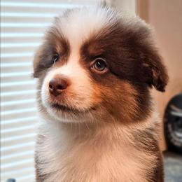 White Collar RTM - Red tri-color male Miniature American Shepherd puppy in Lexington, Kentucky from Deuce's Den