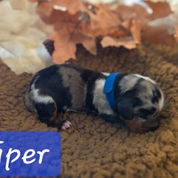Juniper - Dapple female Dachshund puppy in Lubbock, Texas from Wagging Tails