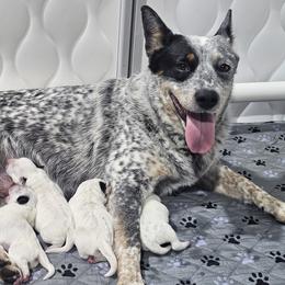 AKC CHAMPION BLOODLINE AUSTRALIAN CATTLE DOG PUPPY - BOY 1 - Blue mottled male Australian Cattle Dog puppy in Cassatt, South Carolina from B & E Farms