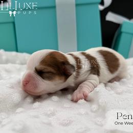 Penny - Liver and white female Shorkie puppy in Scottsdale, Arizona from Lil Luxe Pups