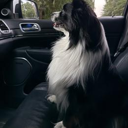 Cowboy - Toy Australian Shepherd