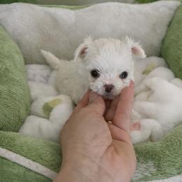 Alexander - White male Maltipoo puppy in Hernando Beach, Florida from Minipupps