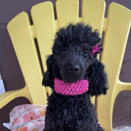 Mary - Poodle