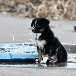 Benny - Black tri male Miniature Australian Shepherd puppy in Wichita Falls, Texas from Shooting Stars Ranch Toy and Mini Aussies