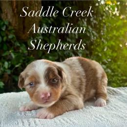 Girl 2 - Red merle female Australian Shepherd puppy in Mount Sterling, Kentucky from Saddle Creek Australian Shepherds