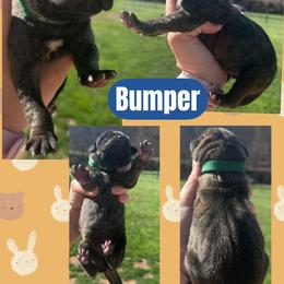 BUMPER - Brindle male Great Dane puppy in Wellsville, New York from Prophecy Danes