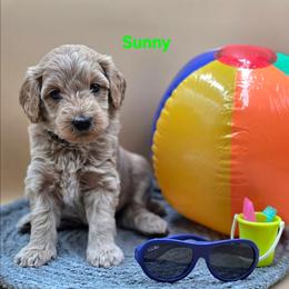 Sunny - Apricot male Goldendoodle puppy in Summerville, South Carolina from Channys Doodles