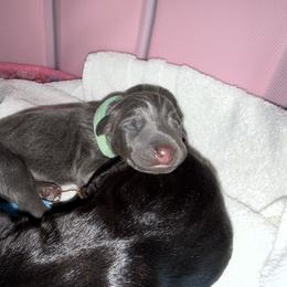 Pepper - Blue and rust female Doberman Pinscher puppy in Brookfield, Wisconsin from Haus of Hound