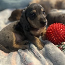 Dachshund Puppies from M&M Pups