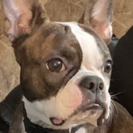 Boston Terriers from Michelle's Boston Terriers