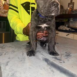 Trouble - Gray brindle male Cane Corso puppy in Waxahachie, Texas from A&M Kennels