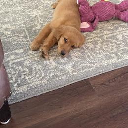 Golden Retriever Puppies from Ginger Snap Golden Retrievers