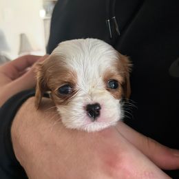 Tim McGraw - Blenheim male Cavalier King Charles Spaniel puppy in Taylor, Michigan from Shannon's Cavalier King Charles Spaniels
